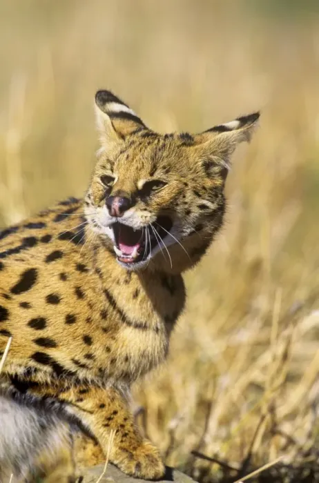 Framed Print : Serval - showing aggression Africa Framed Print : Serval - showing aggression Africa