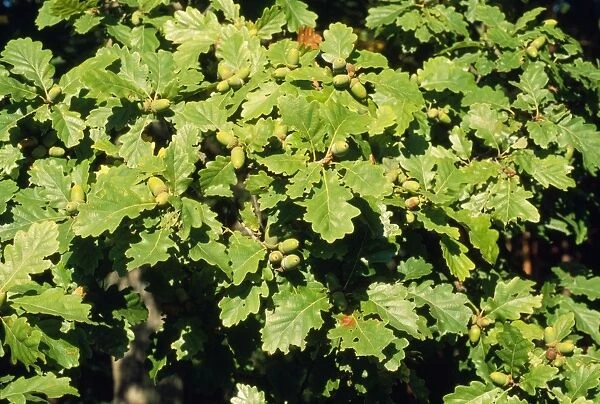Sessile Oak - leaves