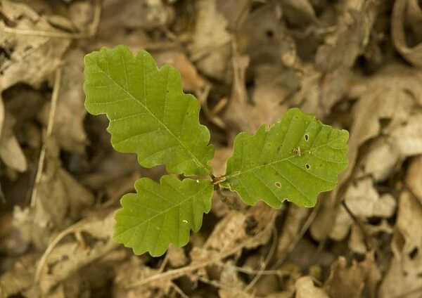 Sessile oak: seedling in woodland