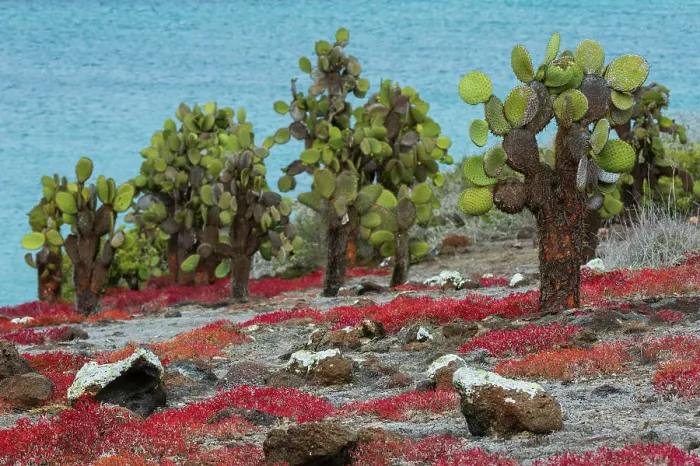 Framed Print : Sesuvium edmonstonei and cactus, South Plaza Island, Galapagos islands, Ecuador. Date: 03-11-2017 Framed Print : Sesuvium edmonstonei and cactus, South Plaza Island, Galapagos islands, Ecuador. Date: 03-11-2017