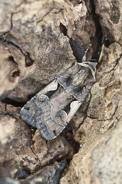 Setaceous Hebrew Character - resting on dead wood - Lincolnshire - England