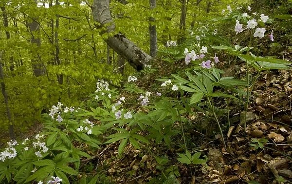 Seven-leaved bittercress (Cardamine heptaphylla) in montane beech forest (Fagus sylvatica) on Mont Aigoual, Cevennes, France