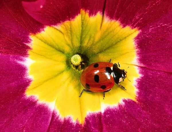 Seven-spot ladybird - On Primula flower Location: English garden, UK