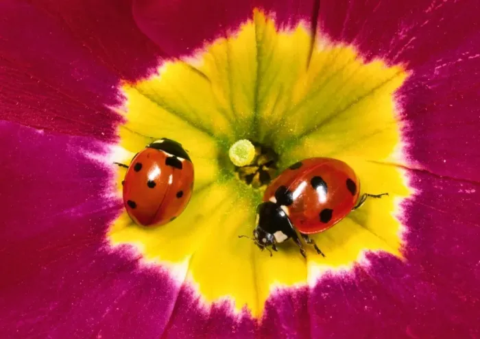 Framed Print : Seven-spot ladybirds - Pair on Primula flower Garden, UK Framed Print : Seven-spot ladybirds - Pair on Primula flower Garden, UK