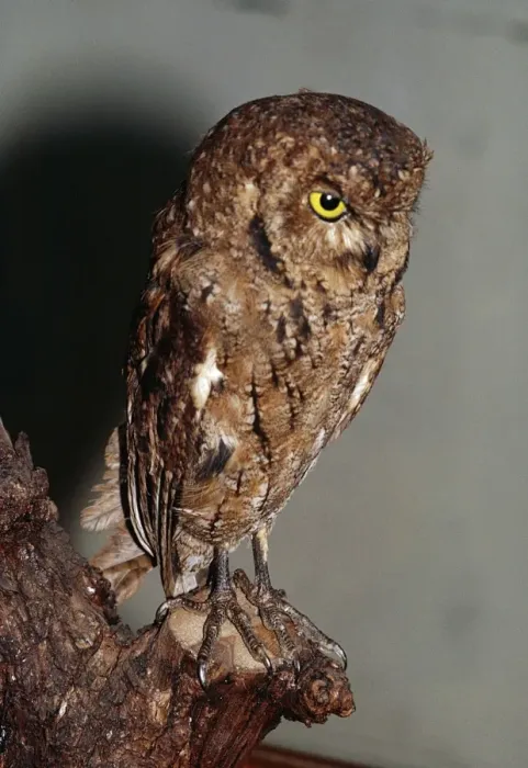 Framed Print : Seychelles Bare-legged Scops Owl Male