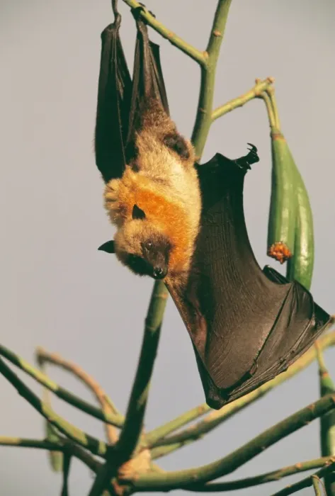Framed Print : Seychelles Flying Fox WAT 6136 Hanging upside down Pteropus seychellensis © M. Watson / ARDEA LONDON Framed Print : Seychelles Flying Fox WAT 6136 Hanging upside down Pteropus seychellensis © M. Watson / ARDEA LONDON