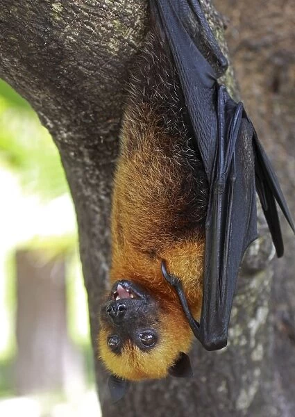 Seychelles Fruit Bat  /  Flying Fox - hanging upside down - La Digue - Seychelles