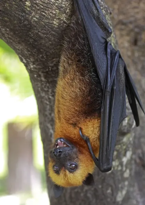 Framed Print : Seychelles Fruit Bat / Flying Fox - hanging upside down - La Digue - Seychelles Framed Print : Seychelles Fruit Bat / Flying Fox - hanging upside down - La Digue - Seychelles