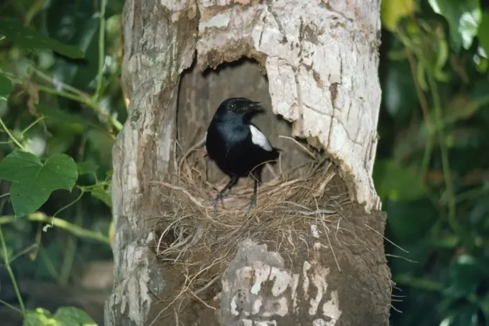 Framed Print : Seychelles Magpie-Robin - at nest Framed Print : Seychelles Magpie-Robin - at nest