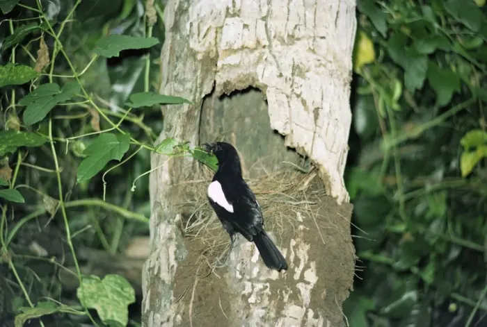 Framed Print : Seychelles Magpie-Robin - at nest Framed Print : Seychelles Magpie-Robin - at nest