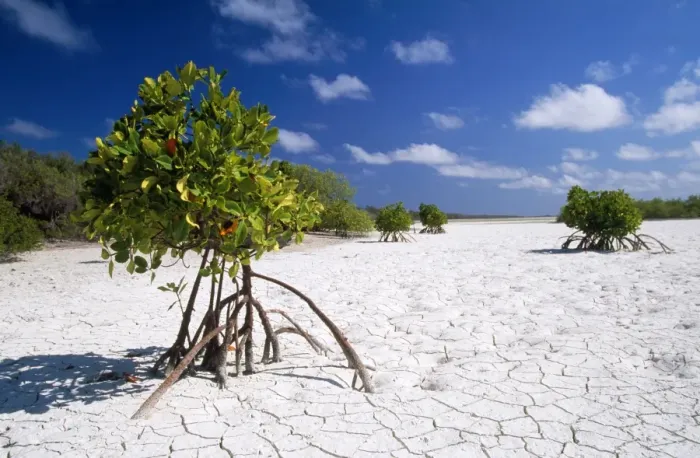Framed Print : Seychelles - Mangrove Astove Island Framed Print : Seychelles - Mangrove Astove Island