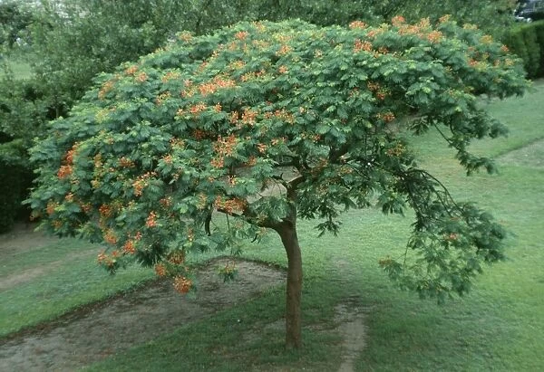 SG-00860-C. Flamboyant Tree