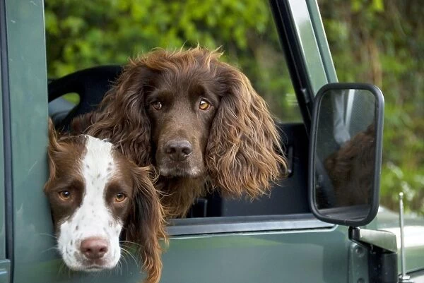 SG-20227 Springer Spaniel Dog - & Field Spaniel looking out of car window