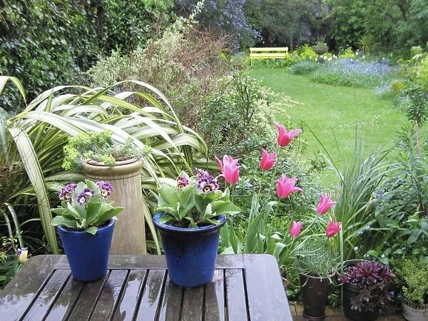 SG-20244. Spring garden in rain - auriculas in pots and Jaqueline pink tulips