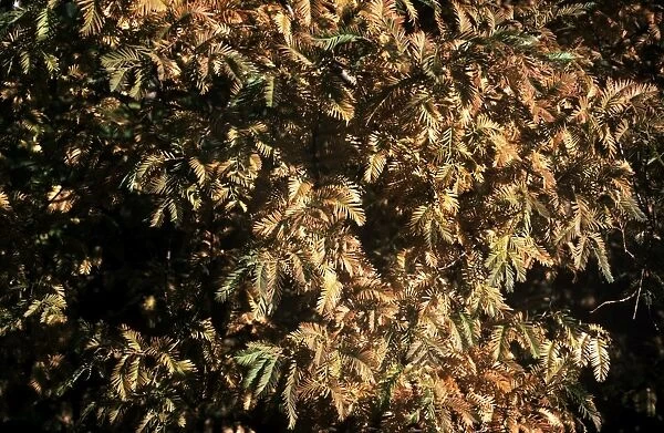 SG-6O66A. SG-6066a. Swamp CYPRESS - leaves in Autumn. Taxodium distichum. Ardea London.