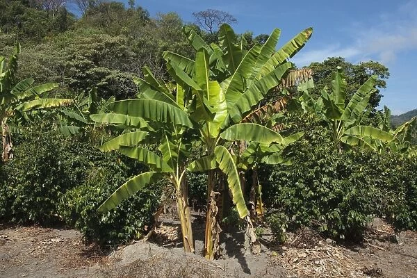 Shade grown coffee plantation in the hills of western central Mexico with bananna trees planted as well