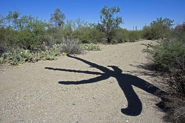 Shadow of Saguaro Cactus - In desert wash - Sonoran Desert - Arizona - Record height: 78 feet - Average mature height: 18 to 30 feet, but often reach heights of 50 to 60 feet - Weighs about 80 pounds per foot - Grows their first arms at around 12