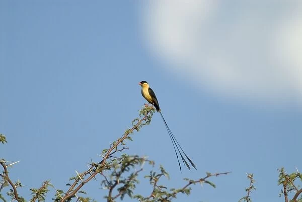 Shaft-tailed Whydah male displaying on bush. Endemic in southern Angola, Namibia, Botswana, Zimbabwe, northern and north-western South Africa. Inhabits grassy areas in thornveld. Kgalagadi Transfrontier Park, Northern Cape, South Africa
