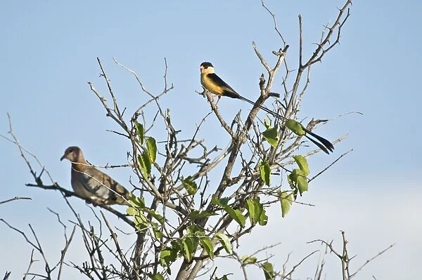 Shafttailed Whydah - Male on top of bush - Kalahari - Botswana