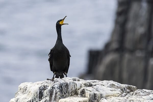 Shag adult squawking on rock