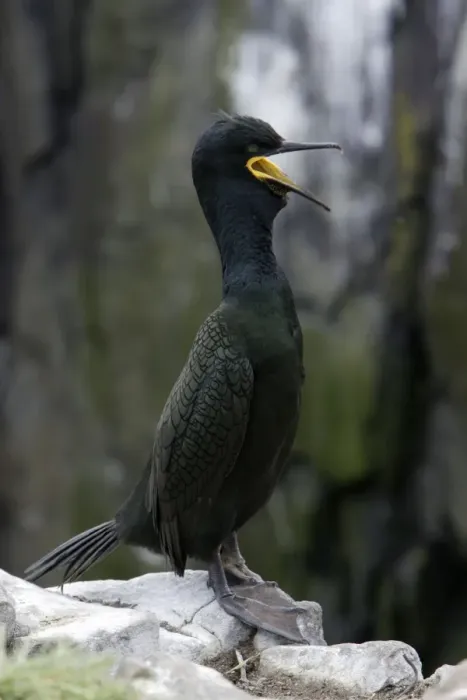 Framed Print : Shag-male in breeding plumage, calling, Farne Isles, Northumberland UK Framed Print : Shag-male in breeding plumage, calling, Farne Isles, Northumberland UK