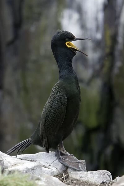 Shag-male in breeding plumage, calling, Farne Isles, Northumberland UK