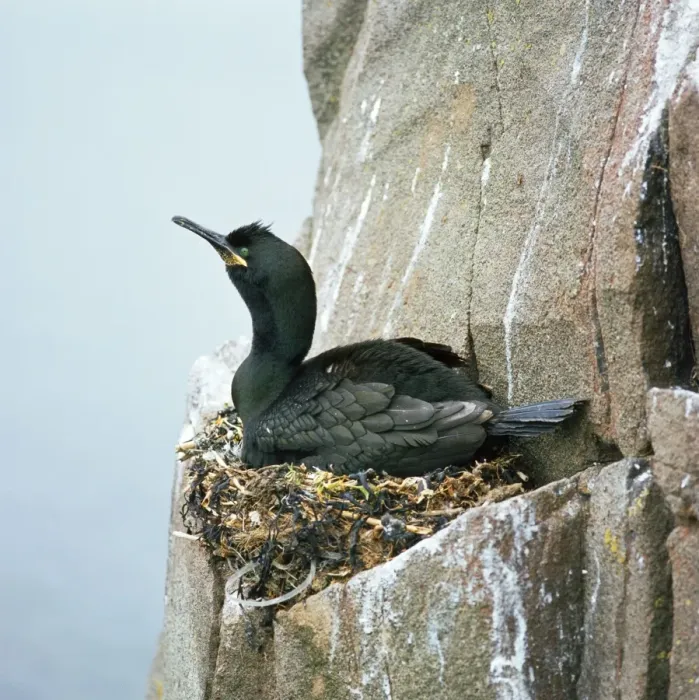 Framed Print : Shag - on nest Framed Print : Shag - on nest