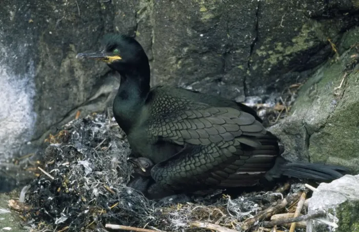 Framed Print : Shag - at nest with chick - UK Framed Print : Shag - at nest with chick - UK