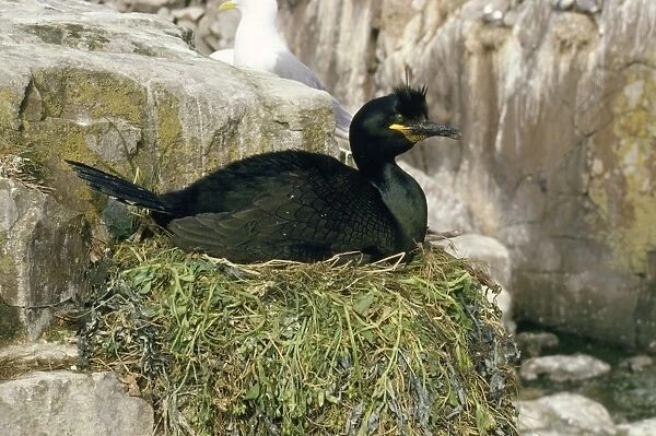Shag - on nest Straple Island, Farne Islands