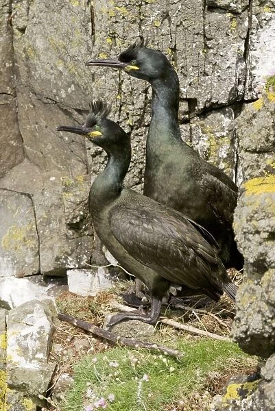 Shag - Pair at nest on cliff - Treshnish Isles - Mull - Scotland