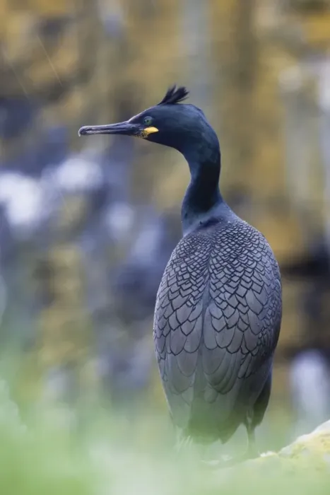 Framed Print : Shag - in the rain - Scotland - UK Framed Print : Shag - in the rain - Scotland - UK