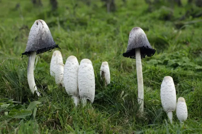 Framed Print : Shaggy Ink Cap - fungus growing on rough pasture land. Northumberland, UK Framed Print : Shaggy Ink Cap - fungus growing on rough pasture land. Northumberland, UK