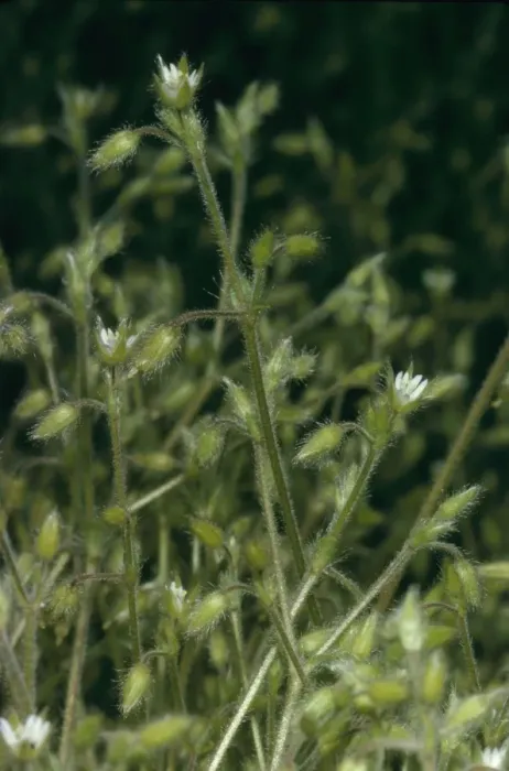 Framed Print : Shaggy Mouse Ear Chickweed