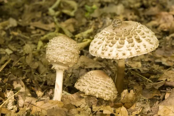 Framed Print : Shaggy Parasol - on woodland floor - Lincolnshire - UK Framed Print : Shaggy Parasol - on woodland floor - Lincolnshire - UK