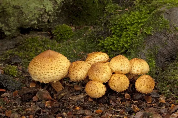 Framed Print : Shaggy Pholiota - growing in woodland habitat - Padley - Derbyshire - England Framed Print : Shaggy Pholiota - growing in woodland habitat - Padley - Derbyshire - England