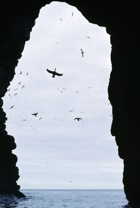 Framed Print : Shags - in breeding cave Framed Print : Shags - in breeding cave