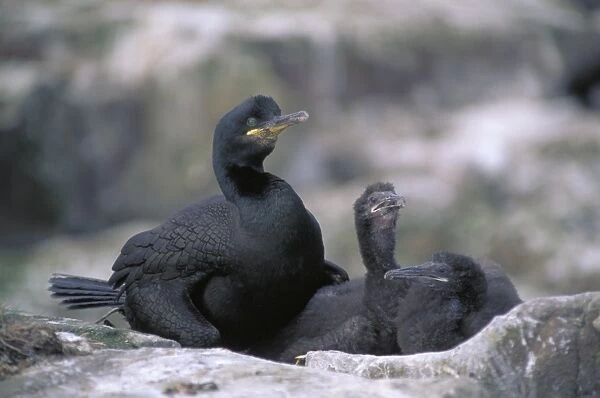 Shags (Phalacrocorax aristotelis) - UK - On nest with young - Breeds on cliff ledges - Common on NW European coast - Often flies close to water and rarely flies over land - Eats fish