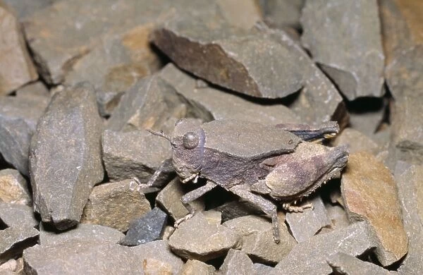 Shale Grasshopper - male, camouflage & mimicry of stones. South Africa