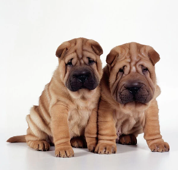 Shar Pei Dog 2 puppies