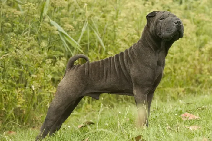 Framed Print : Shar Pei Dog Framed Print : Shar Pei Dog