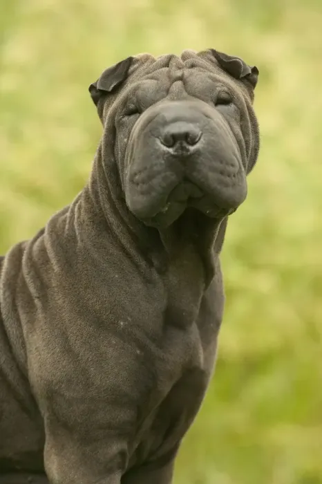 Framed Print : Shar Pei Dog Framed Print : Shar Pei Dog