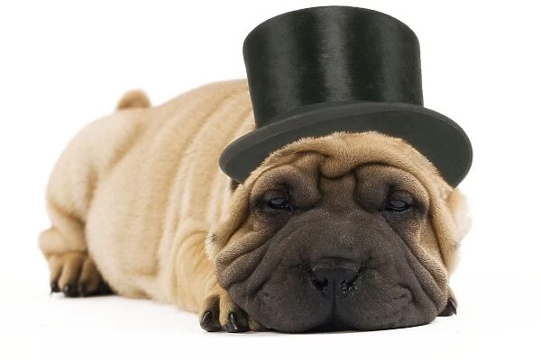 Shar-pei Dog - in top hat