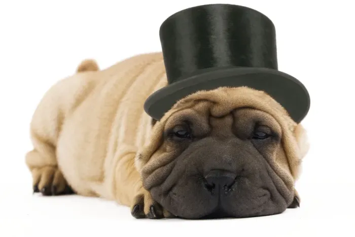 Framed Print : Shar-pei Dog - in top hat Framed Print : Shar-pei Dog - in top hat