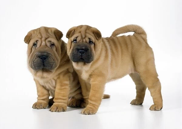 Shar Pei Dog - puppies