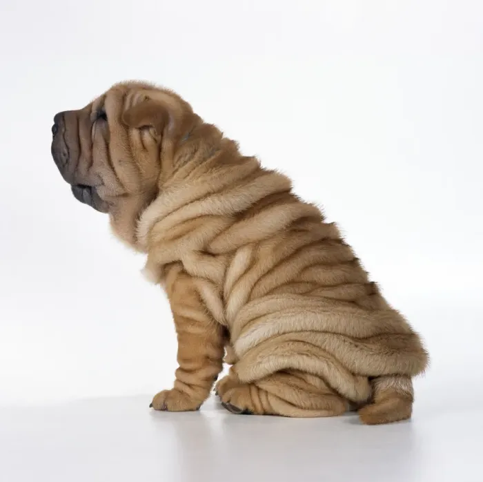 Framed Print : Shar Pei Dog Puppy