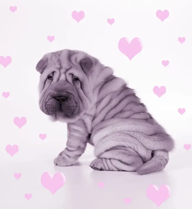 Framed Print : Shar Pei Dog - Puppy sitting down Framed Print : Shar Pei Dog - Puppy sitting down