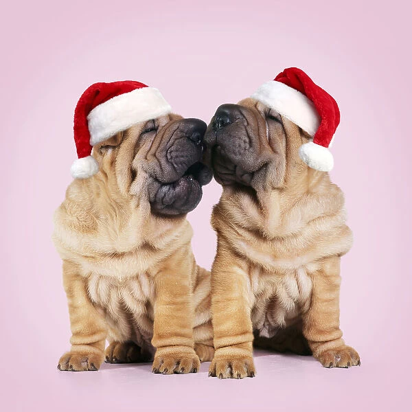 Shar-pei Dogs, pair kissing wearing red Christmas Santa hats