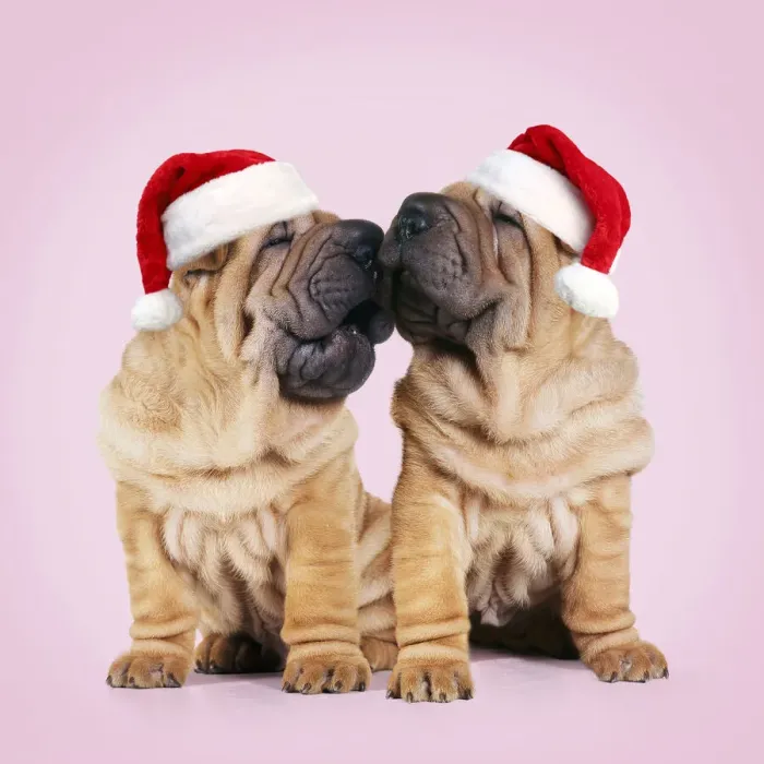 Framed Print : Shar-pei Dogs, pair kissing wearing red Christmas Santa hats Framed Print : Shar-pei Dogs, pair kissing wearing red Christmas Santa hats