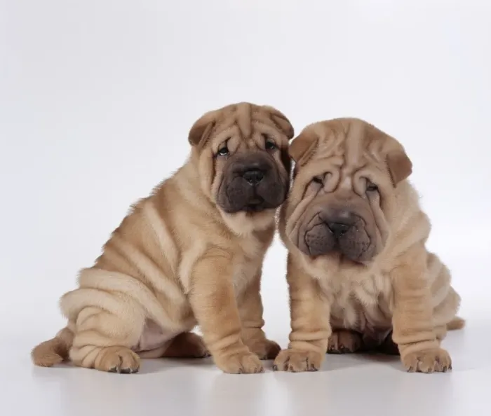 Framed Print : Shar Pei Dogs - Puppies sitting together