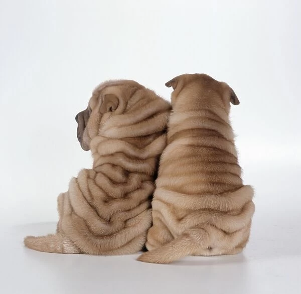 Shar Pei Dogs - Rear view of puppies sitting down